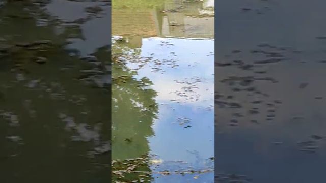 Вот такие караси плавают в пруду в парке смотреть онлайн