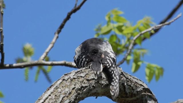 Малый пёстрый дятел смотреть онлайн