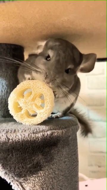 #chinchilla 😚💞🐭 #shorts #shortvideo #funny #funnyshorts смотреть онлайн