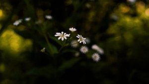 Полевой экспресс тест (FE 24mm f/1.4 GM, Comica BoomX-D2)