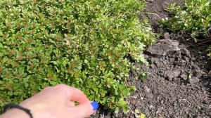 Садовый ВЛОГ! Кашпо из ротанга! Что можно делать в саду, пока стоит холодная погода!