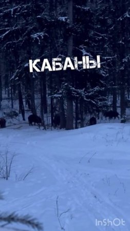 #кабаны #кабаны на подкормочной площадке