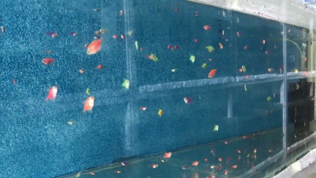 Transgenetik Tetra Üretimi Son Durum смотреть онлайн