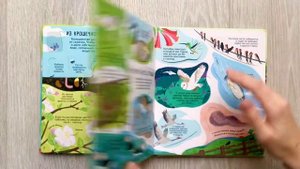 Книга с окошками «Секреты природы» | Сколько взмахов крыльями в секунду делает колибри?