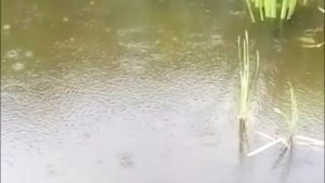 Русская глубинка Брянской области.