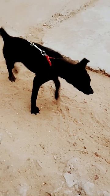 Dog । #shorts #viral #dog смотреть онлайн