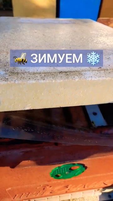 Пчелы зимуют.29.12.2023 #пчелы #пчеловодство #пасека #хобби #пчелывклубе #зимовкапчел смотреть онлайн