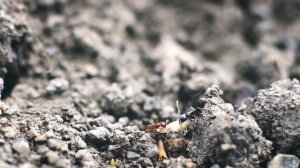 БИТВА МУРАВЬЁВ