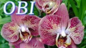 №1037/ СВЕЖАЯ, шикарная ПОСТАВКА орхидей к 8 МАРТА в OBI