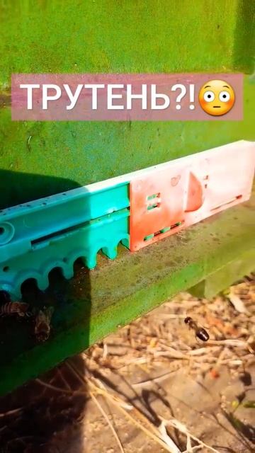 ❗ТРУТНИ В НОЯБРЕ ♂️29.10.23 #пасека #пчеловодство #природа #пчелы #пчелы #трутни смотреть онлайн