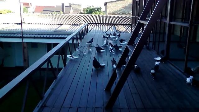 СВГ голуби И.В.Сало Уютное первая прогулка молодёжи 2018г смотреть онлайн