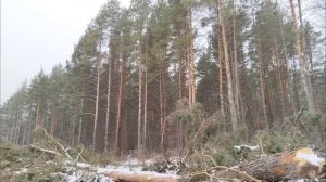 Пение птиц можно слушать бесконечно