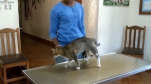 Remove mango worms from dog - Remove mango worms from dog skin Удалите манговых червей с кожи собак