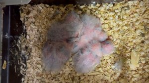 Пятерочка Катаринок