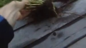 Земляника Сариан F1