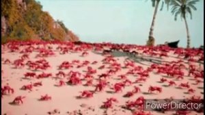 Танец крабиков