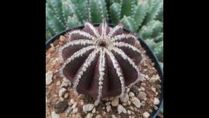 Uebelmannia pectinifera