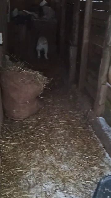 она сама ведёт к себе домой смотреть онлайн