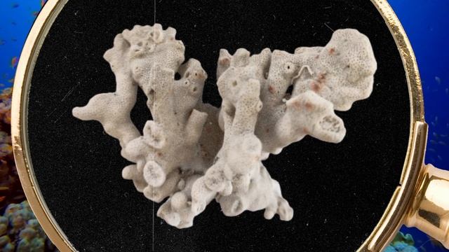 Untangled: Marine Heatwaves смотреть онлайн