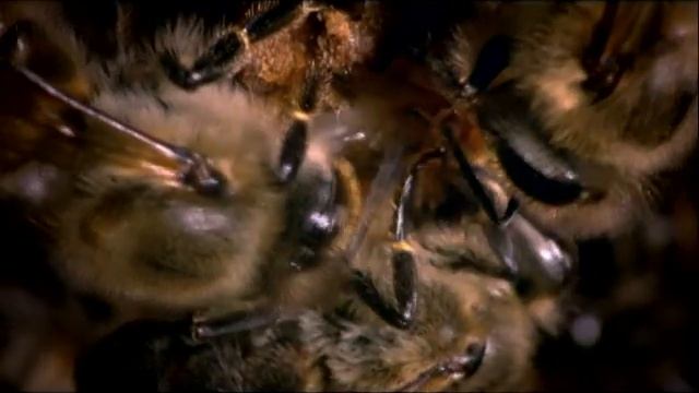 Африканские пчелы-убийцы (Killer Bees of Africa) смотреть онлайн