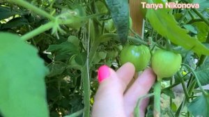 ОБЗОР ТОМАТОВ В ОТКРЫТОМ ГРУНТЕ. Урожай томатов на 6 Августа 2023.