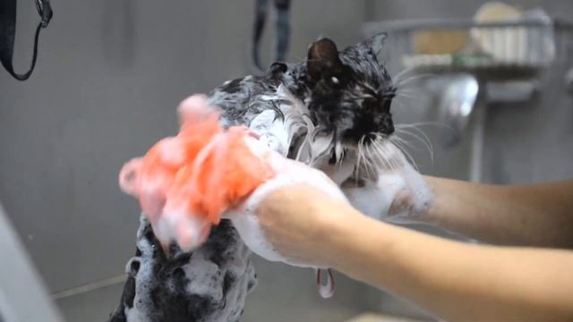 Top TIPS for Grooming Your Cat   Catssecretworld
