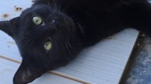 Black affectionate cat. Ласковый черный кот #shorts