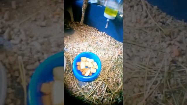 Как ухаживать за морской свинкой🐹 смотреть онлайн