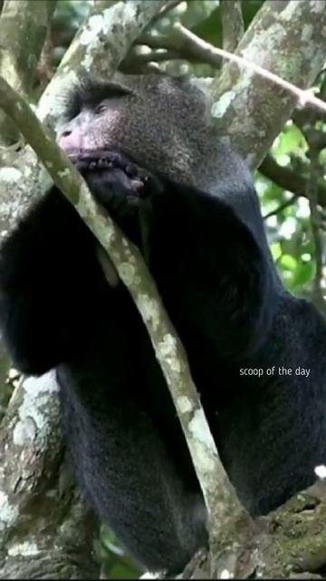 The Diademed Blue Monkey #shorts #youtubeshorts смотреть онлайн