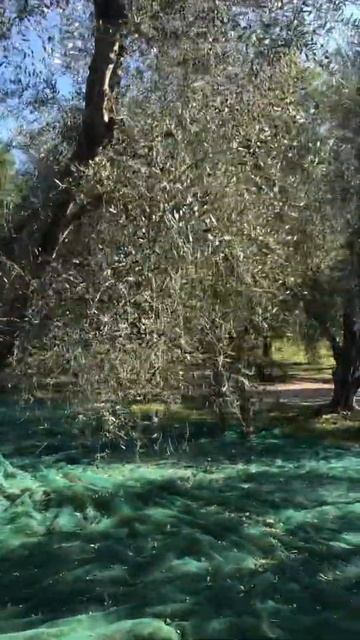 Raccolta delle olive 2020 смотреть онлайн