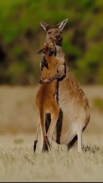 Меҳру муҳаббат аз кенгуру омӯз عشق را از کانگورو بیاموزید Учись любви у кенгуру تعلم الحب من الكنغر смотреть онлайн