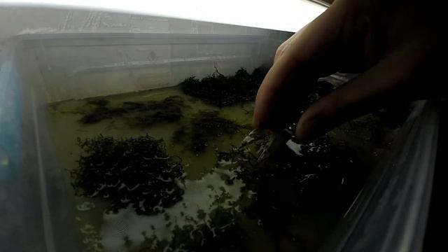 Между делом | Лоток с мхами спустя месяц смотреть онлайн