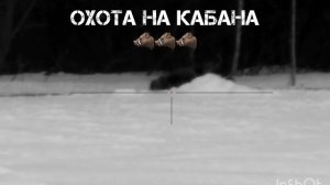 Охота на кабана