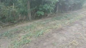 Уборка одиночных зубков чеснока с помощью минитрактора