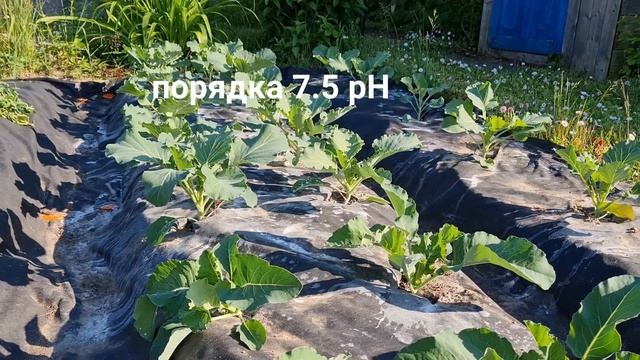 Подкормки капусты.