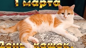 1 Марта День Кошек.