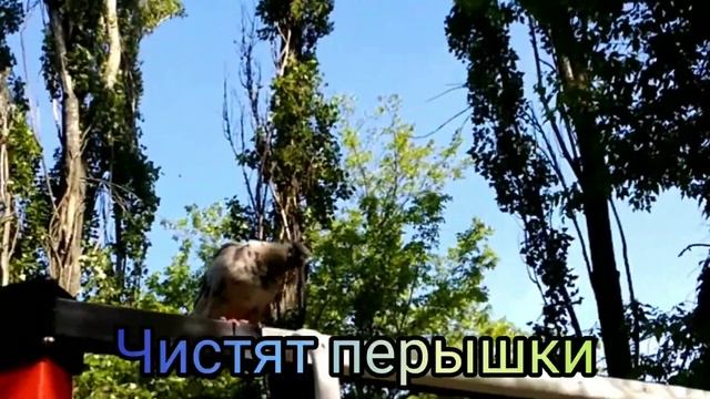 Мурчик, часть 32, yard cats, Коты и голуби на поляне, Светлана Копылова Киев смотреть онлайн