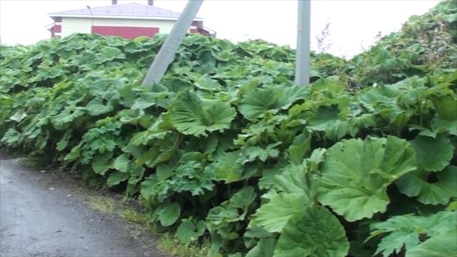 3 Пути дороги  Сахалин Курилы 11 12 22 смотреть онлайн