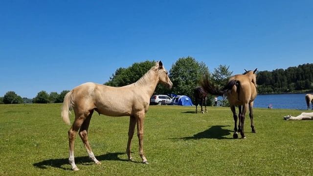 Продажа Ахалтекинских лошадей.Sale of Akhal-Teke horses.https://akhaltekellc.com смотреть онлайн