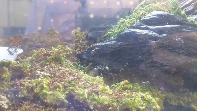 An Ants Shop in Singapore смотреть онлайн