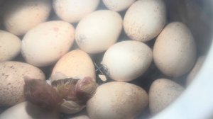 Подготовка к весенним полевым работам! Управа на большом хозяйстве! Вылуп бройлерной индейки!