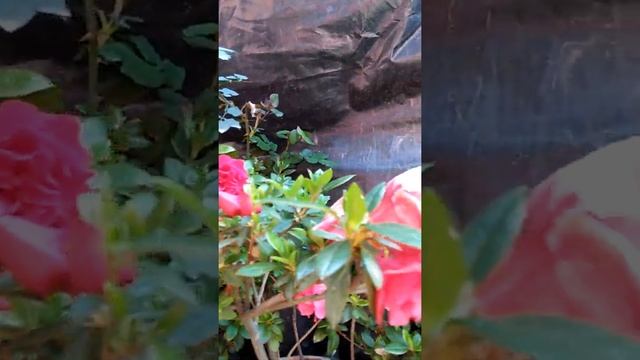 Season thus and some beautiful  plants|Rimbick| varieties of flowers and plants| смотреть онлайн