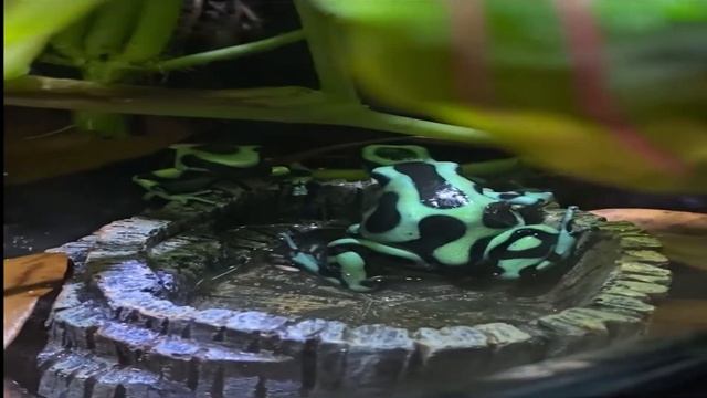 Dartfrog Tadpole Transport смотреть онлайн