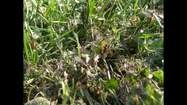 flavus take off!! смотреть онлайн