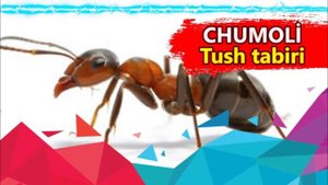 Chumoli tushda tush tabiri. tushda cumoli korish. Тушда Чумоли курса