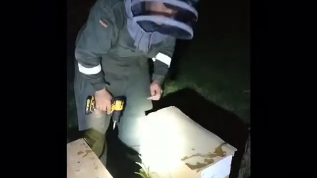 Покупка пчелопакетов смотреть онлайн