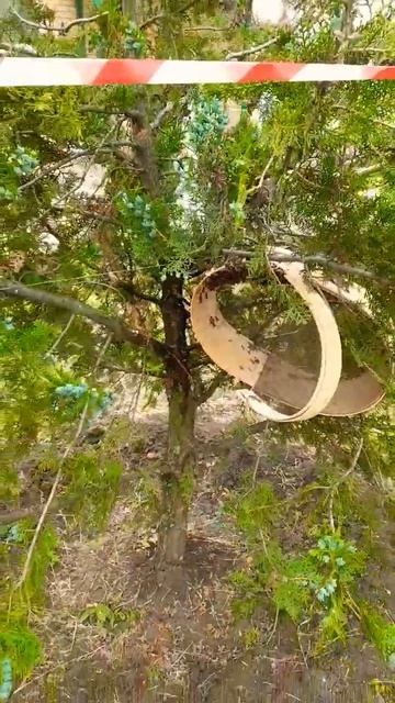 ПРИЛЕТЕЛИ В ШКОЛУ 31.05.2024 #рой #пасека #пчеловодство #пчелы #bee #хобби смотреть онлайн