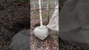 Выкопка деревьев с комом машиной Holmac