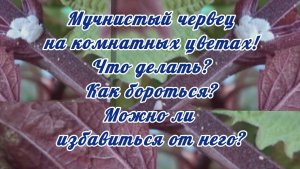 Мучнистый червец на комнатных цветах! Что делать? Как бороться? Можно ли  избавиться от него?