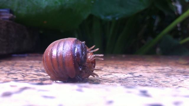 Red Millipede with Big Glomerida when out of enrolling and move part 2 смотреть онлайн